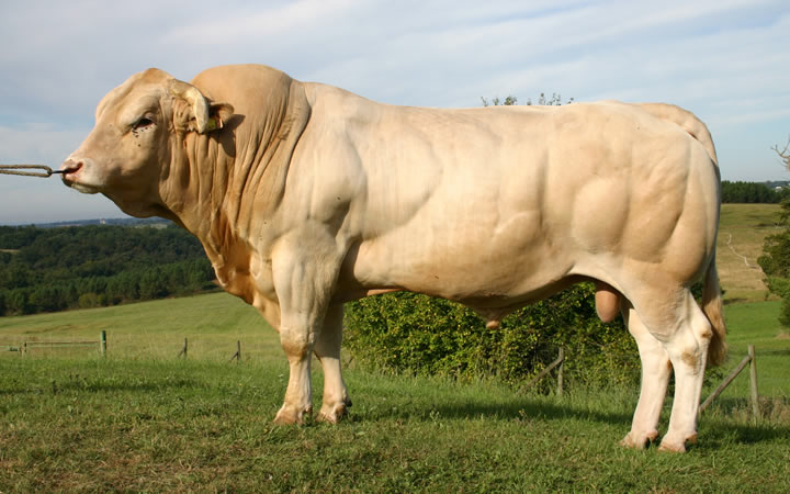 toros-carne-Blonde-D`Aquitaine
