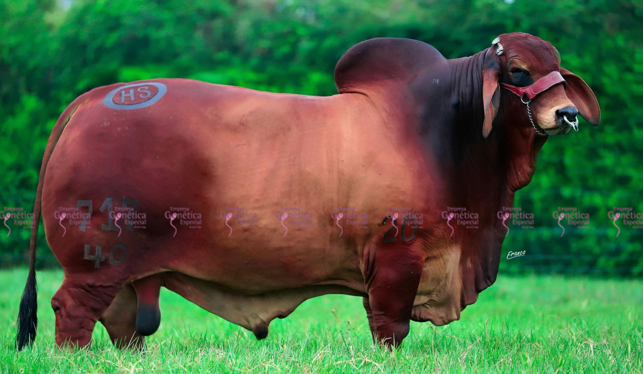 toros-carne-brahman-rojo