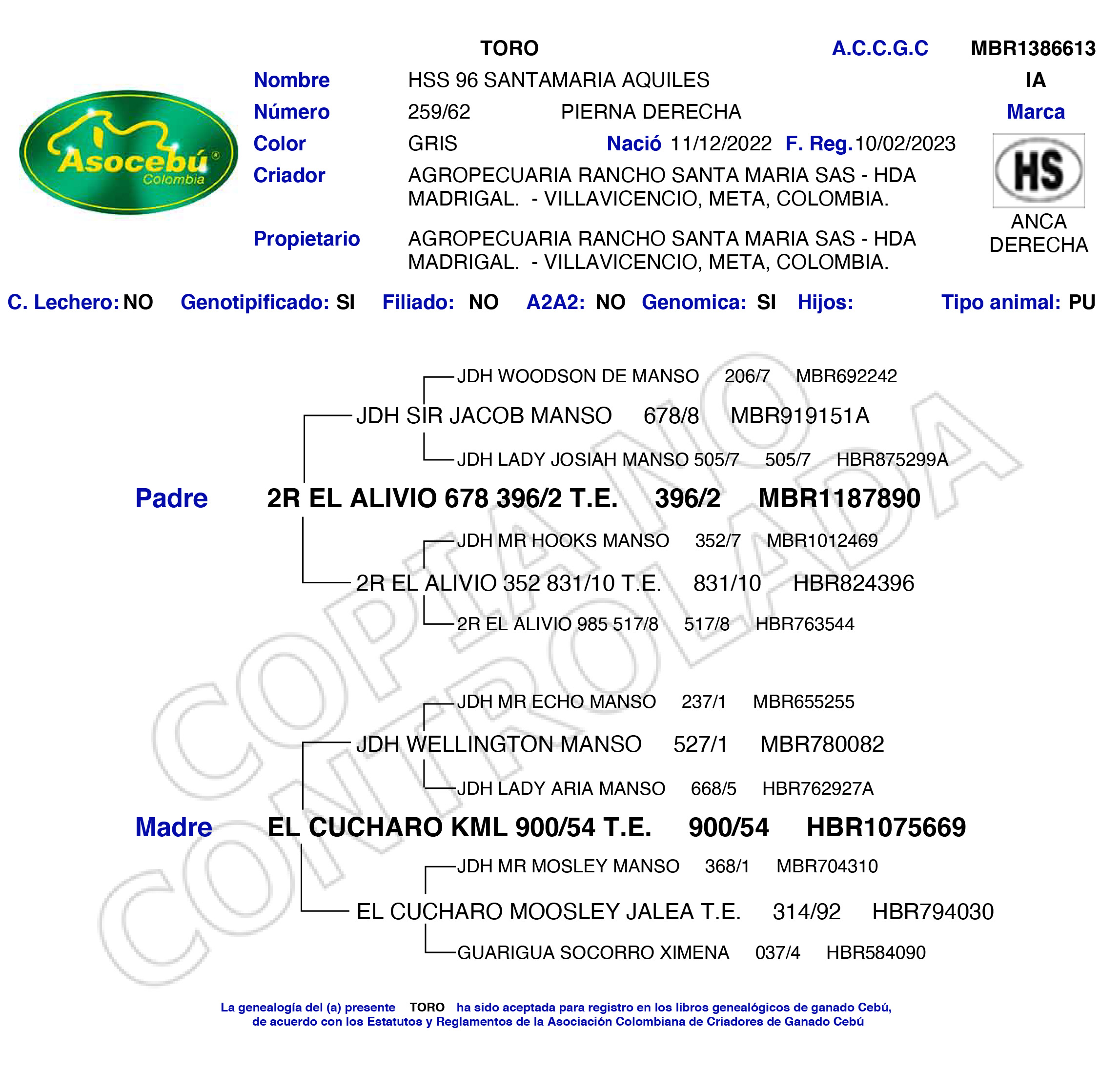 toros-carne-brahman-gris