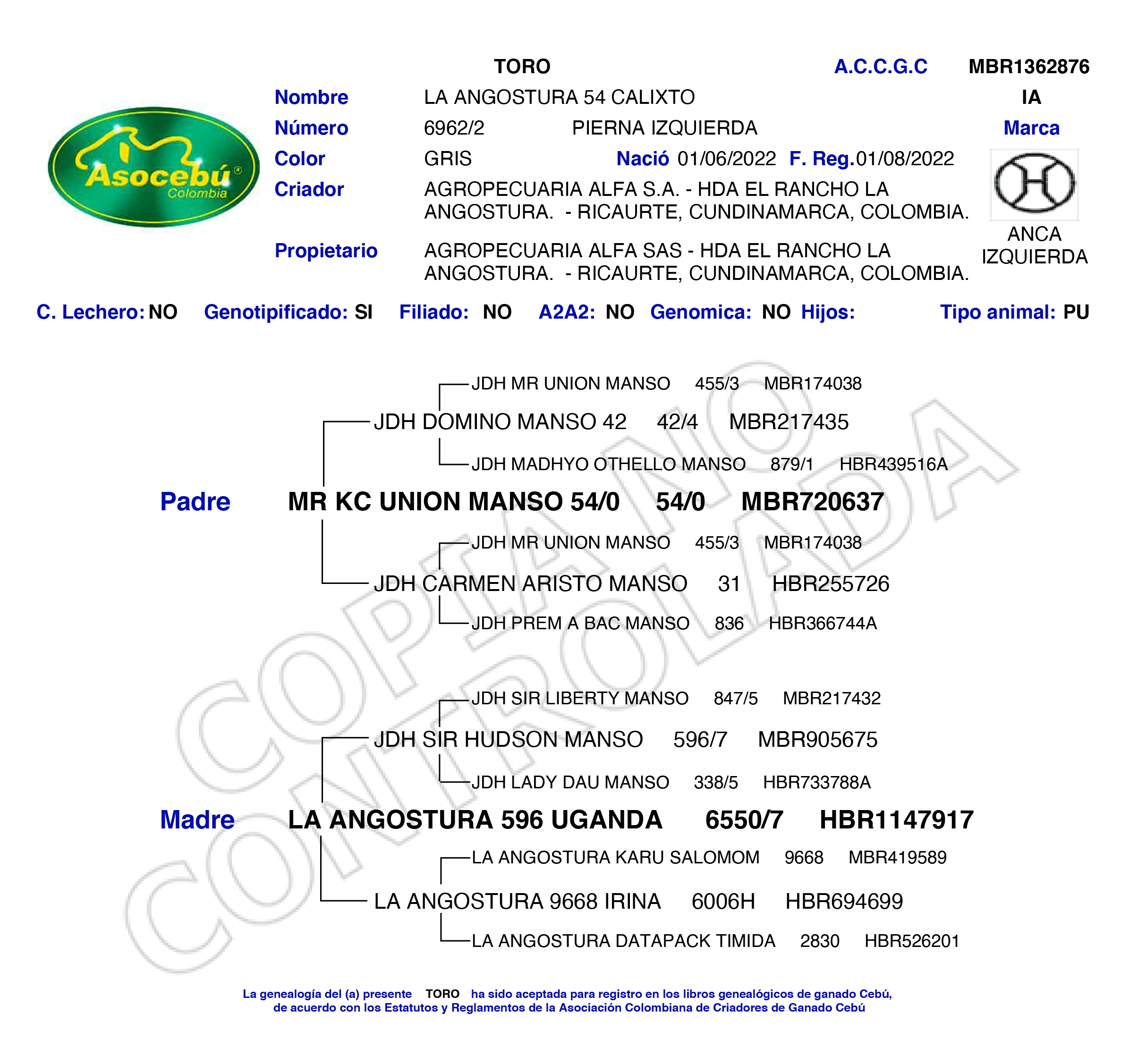 toros-carne-brahman-gris