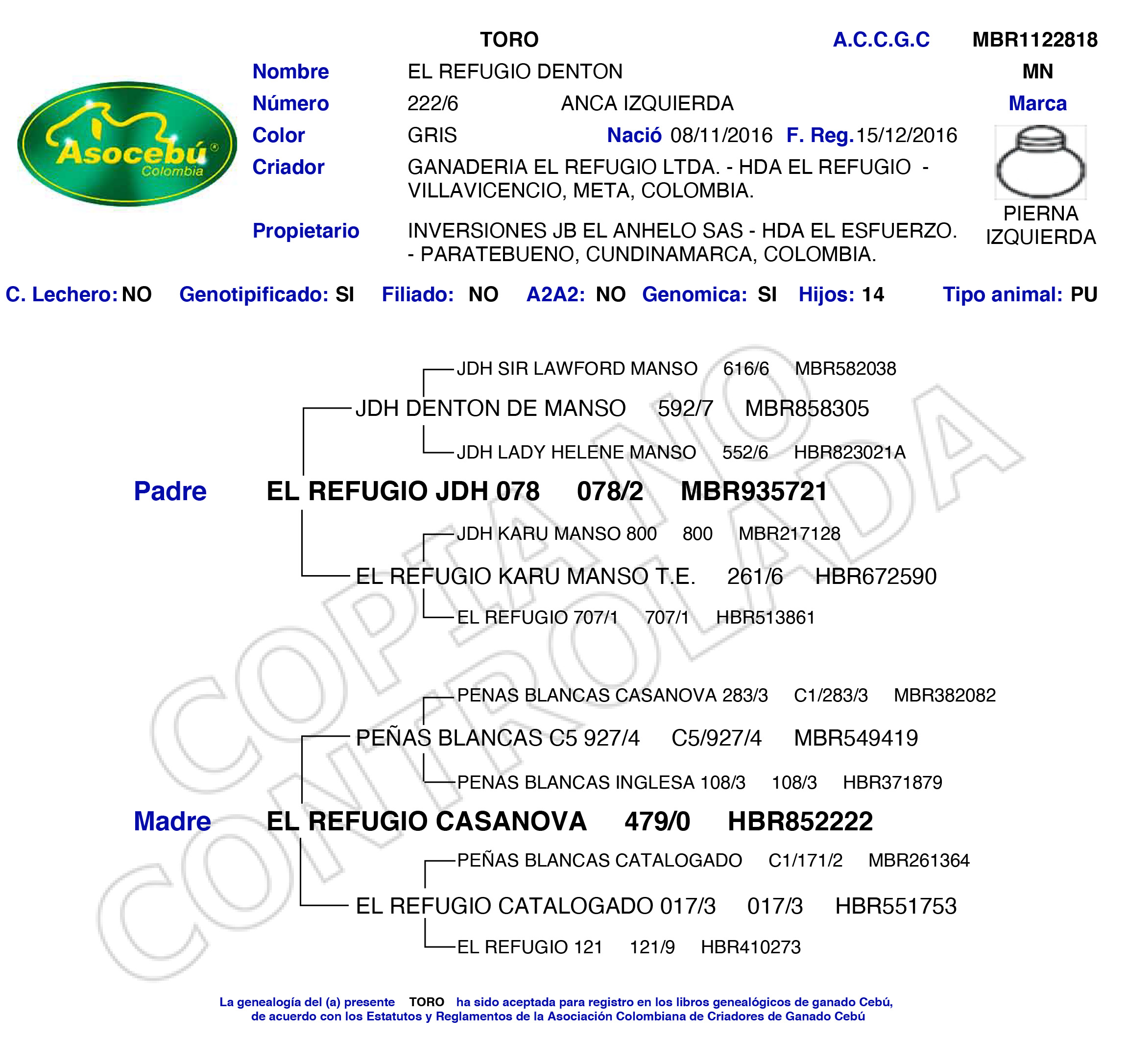 toros-carne-brahman-gris