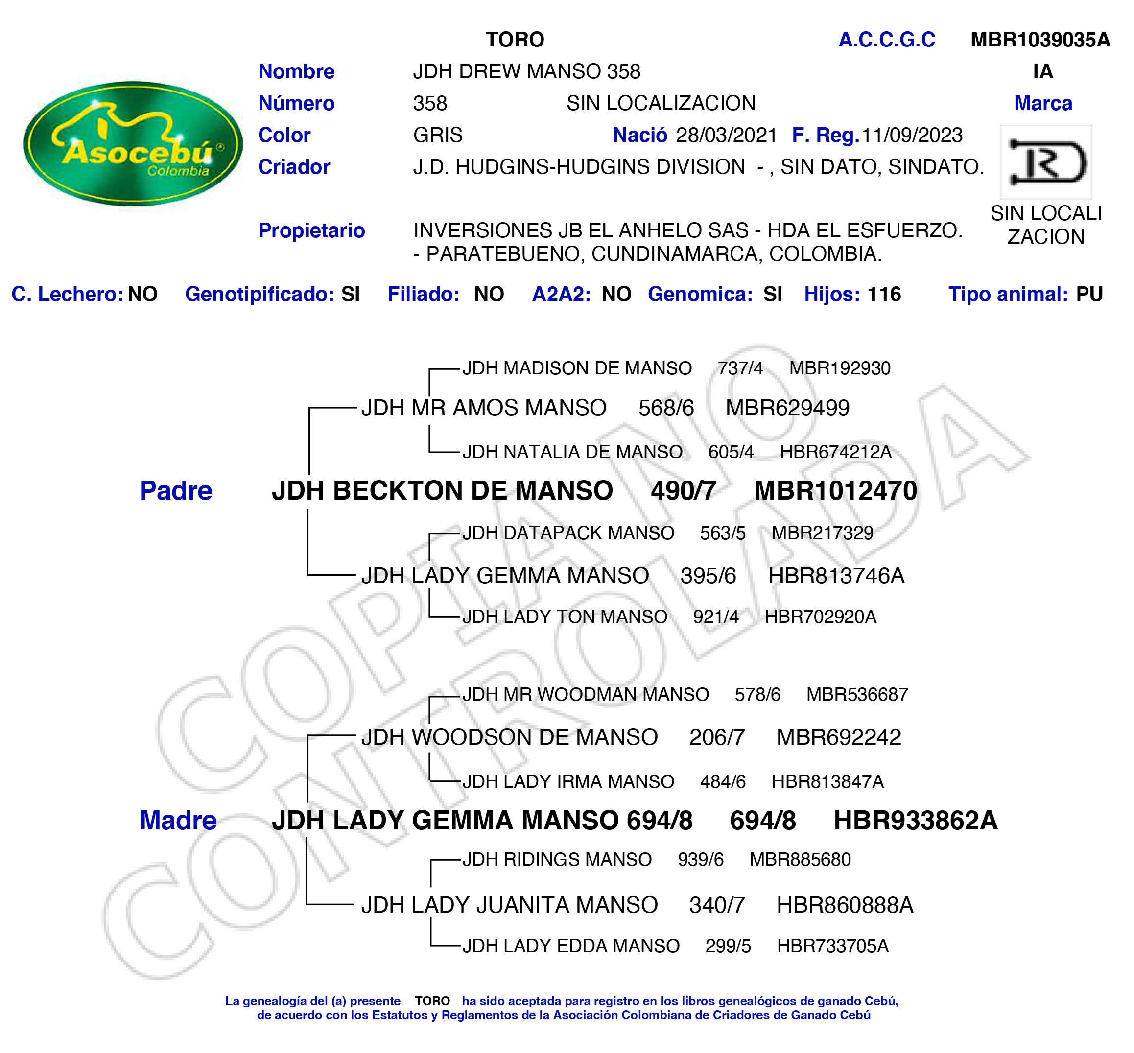 toros-carne-brahman-gris