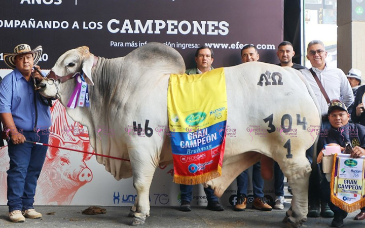 toros-carne-brahman-gris