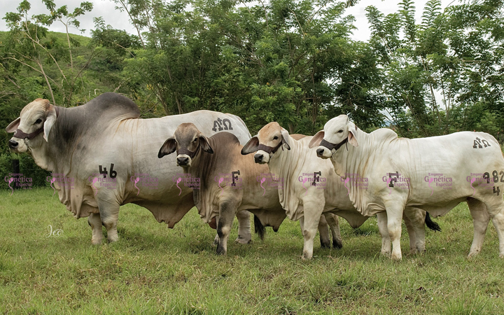 toros-carne-brahman-gris