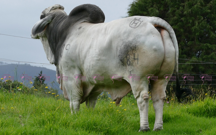 toros-carne-brahman-gris