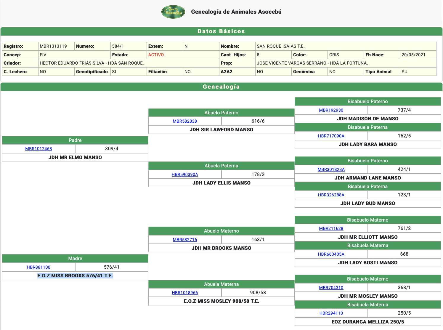 toros-carne-brahman-gris