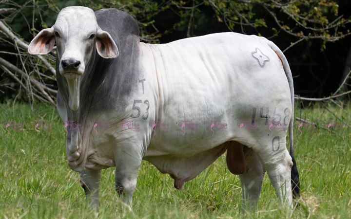 toros-carne-brahman-gris