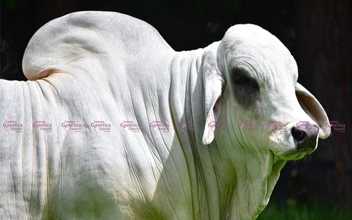 toros-carne-brahman-gris