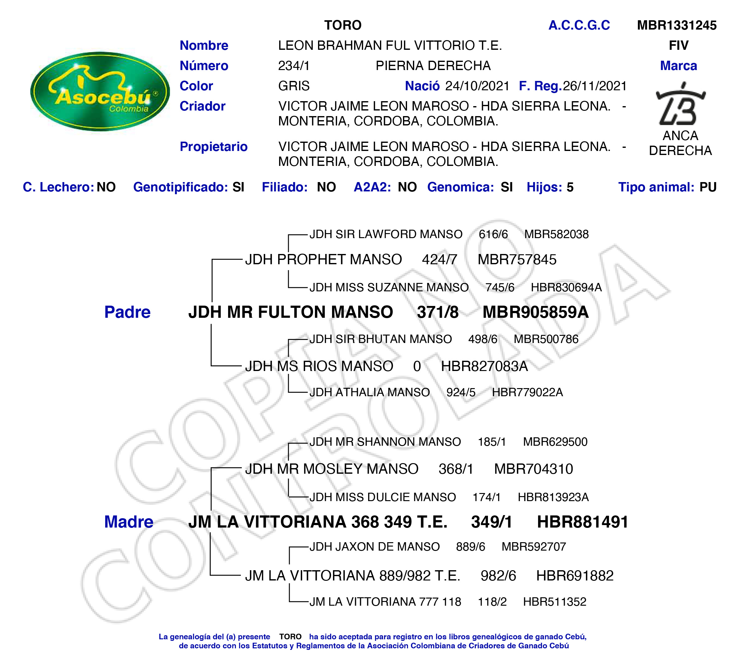 toros-carne-brahman-gris