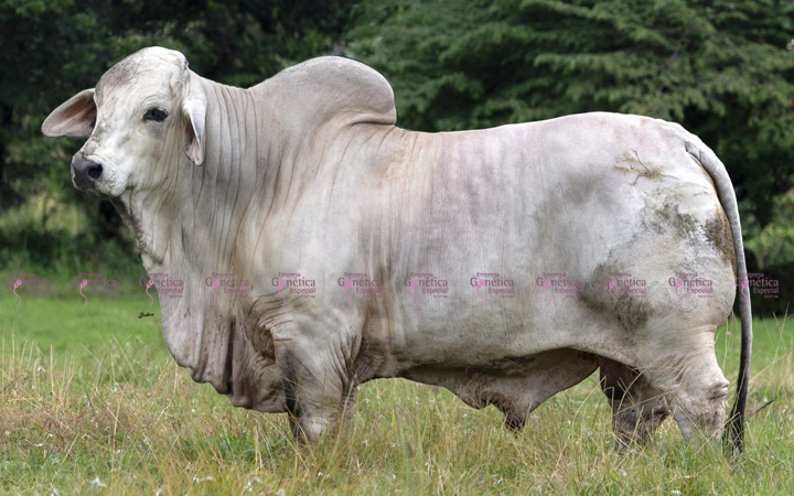 toros-carne-brahman-gris