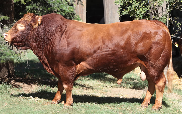 toros-carne-limousin