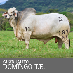 egenetica