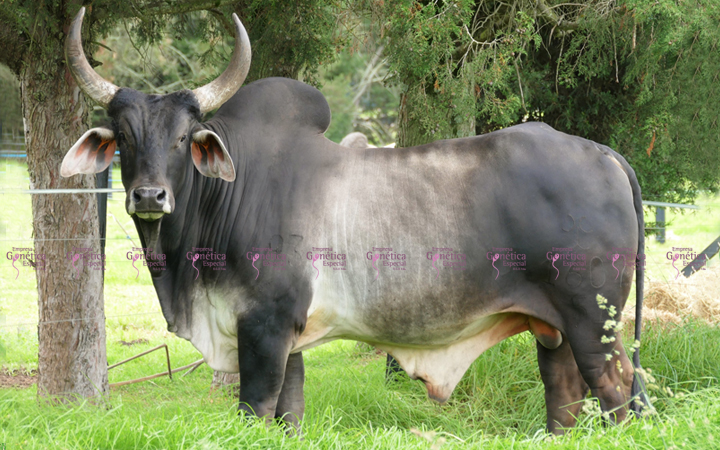 doble-proposito-baldor