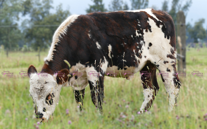 doble-proposito-poseidon