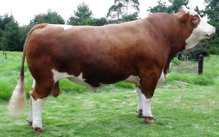doble-proposito-simmental