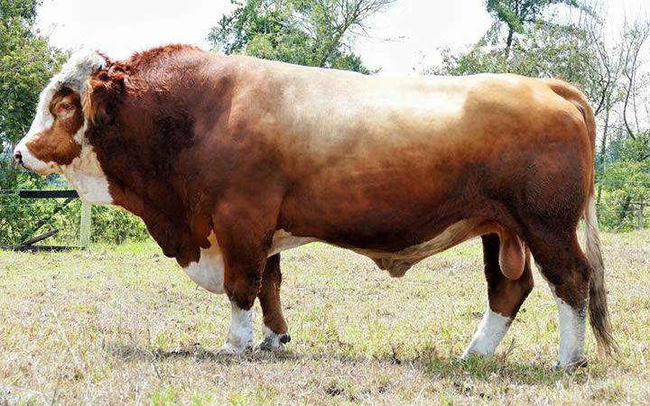 doble-proposito-simmental