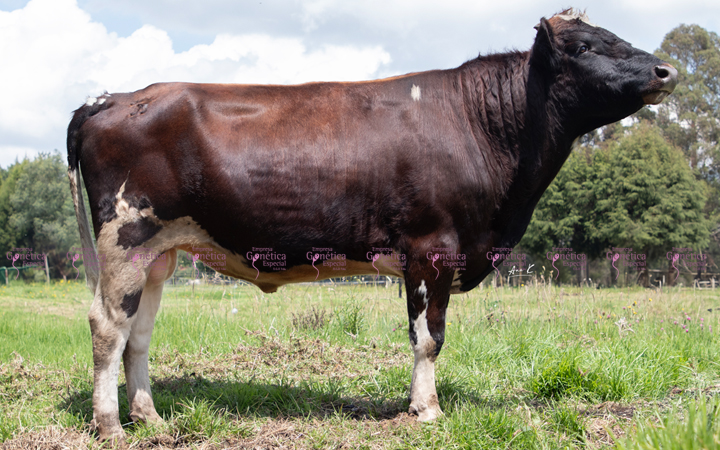 Leche - Ayshire