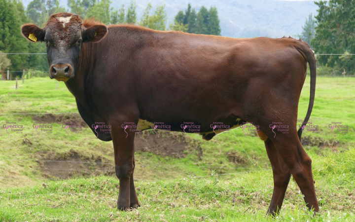 Leche Ayrshire