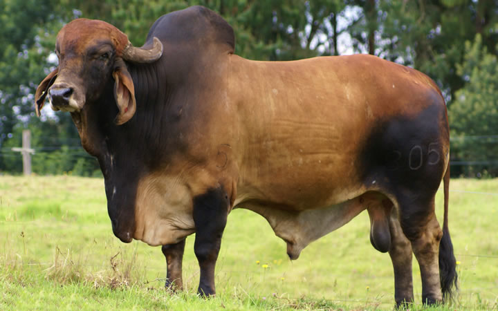 toros-leche-gyr