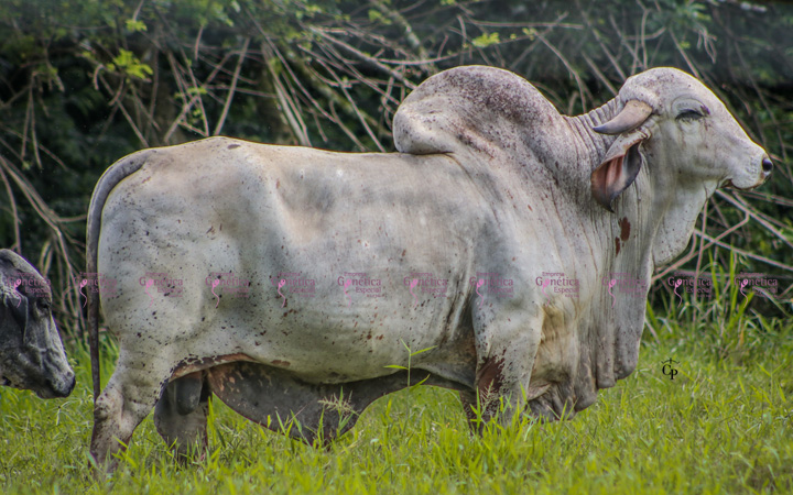 toros-leche-gyr-boga