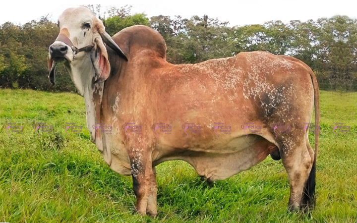 toros-leche-gyr-geminis