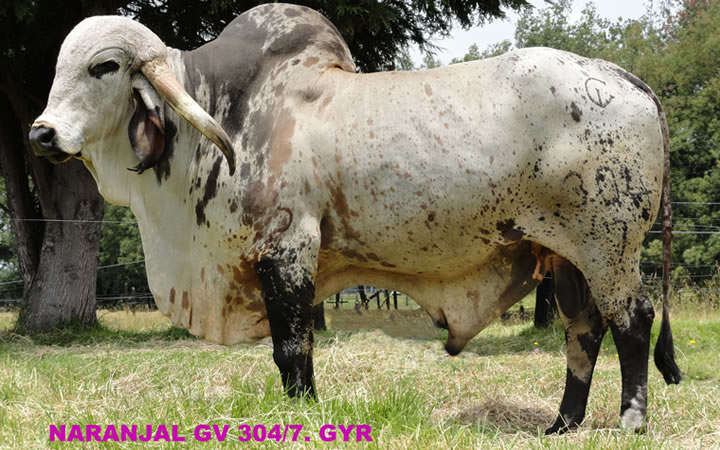 toros-leche-gyr-naranjal