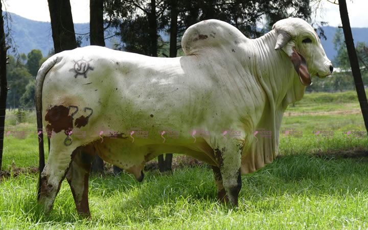 toros-leche-gyr-puyol