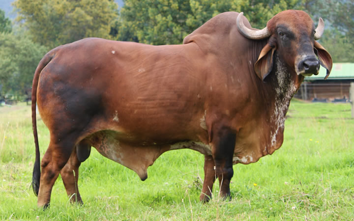 toros-leche-gyr