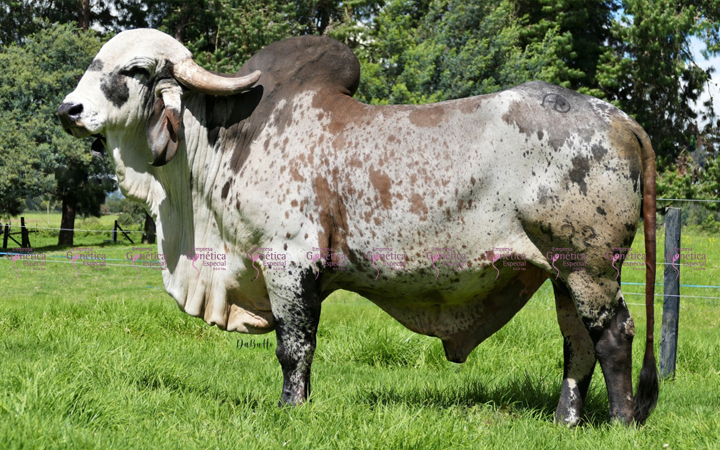 toros-leche-gyr-sansao