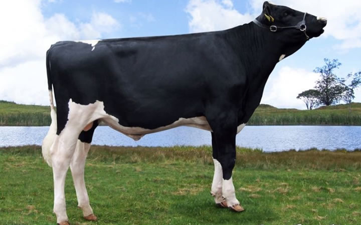 toros-leche-holstein-negro-paco