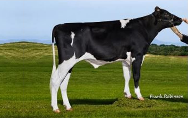toros-leche-holstein-negro-paco