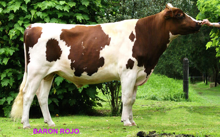 toros-leche-holstein-rojo-baron-rojo