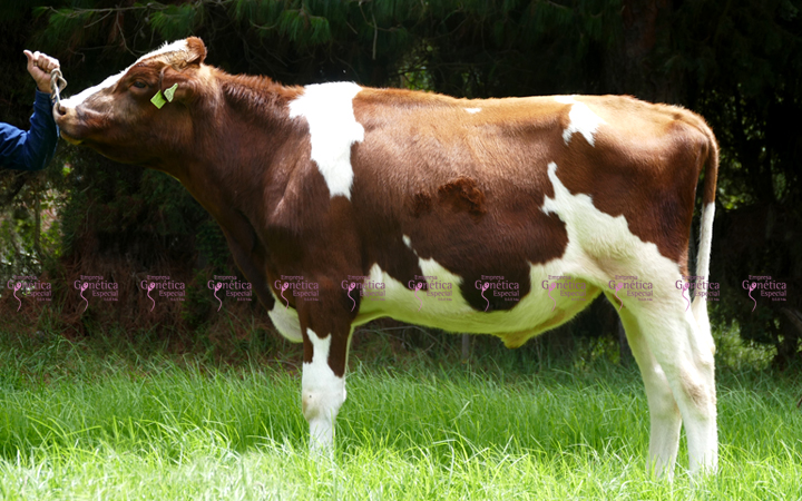 toros-leche-holstein-rojo-fargo