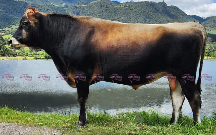 toros-leche-jersey-barrabas