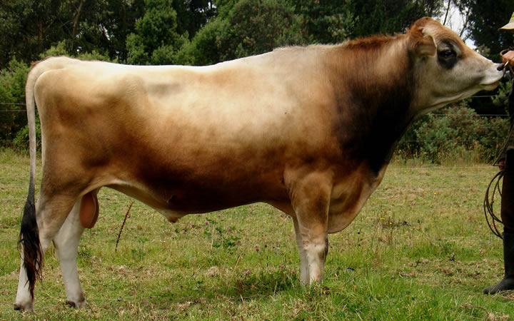 toros-leche-jersey-mister-d