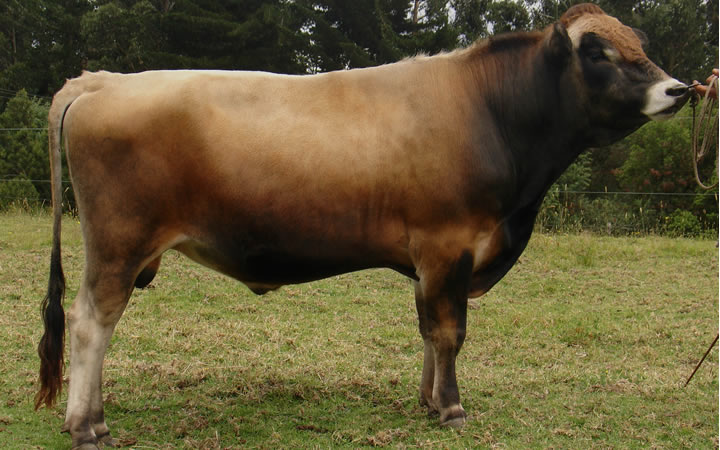toros-leche-jersey