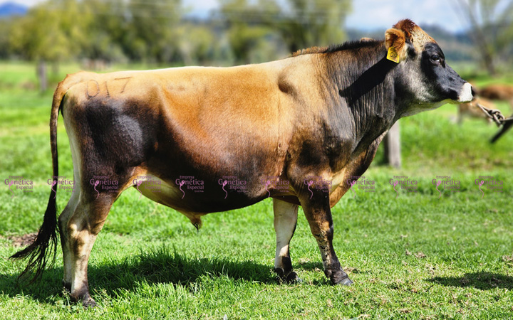 toros-leche-patiano-guineo