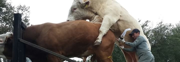 venta-semen-ege