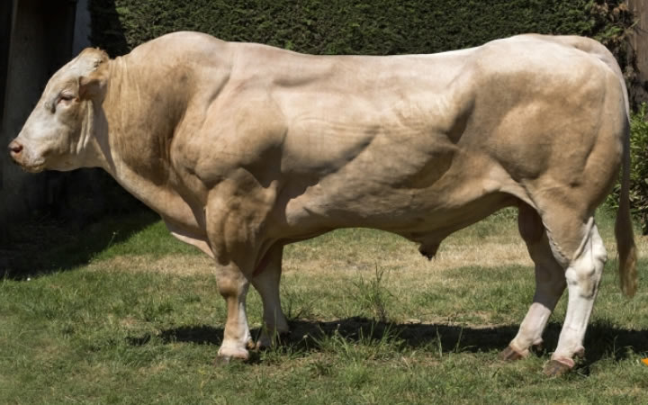 toros-carne-Blonde-D`Aquitaine