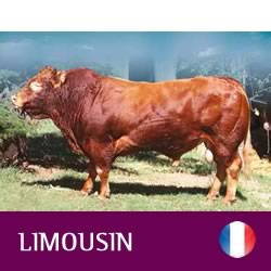 synetics-limousin