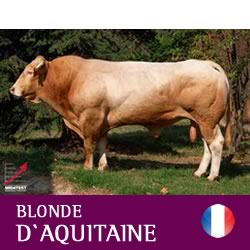 synetics-blonde-daquitauine