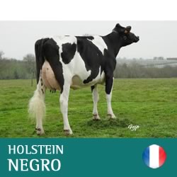 synetics-holstein
