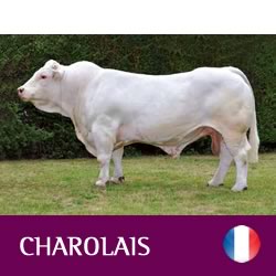 synetics-charolais