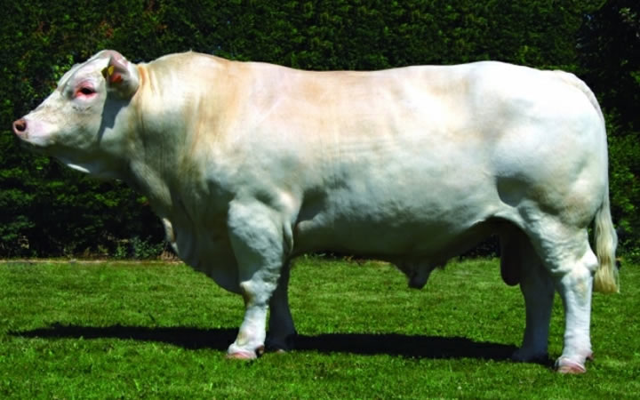 toros-carne-charolais