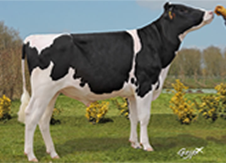toros-leche-holstein-negro-synetics