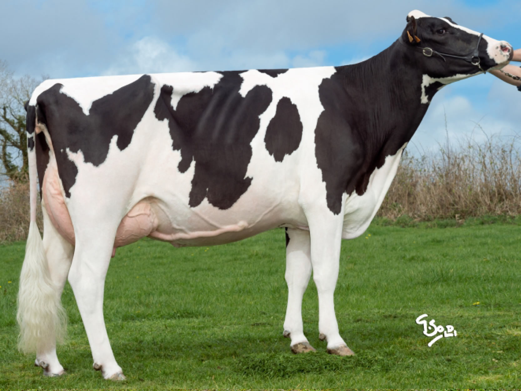 toros-leche-holstein-negro-synetics