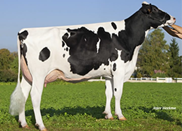 toros-leche-holstein-negro-synetics