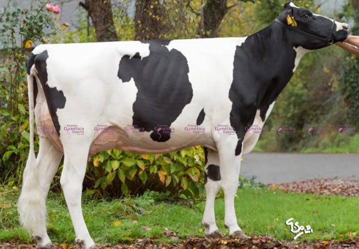 toros-leche-holstein-negro-synetics