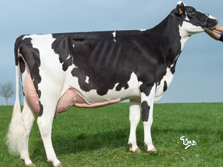 toros-leche-holstein-negro-synetics