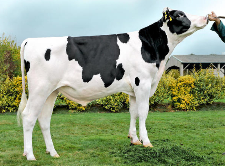 toros-leche-holstein-negro-oderneau